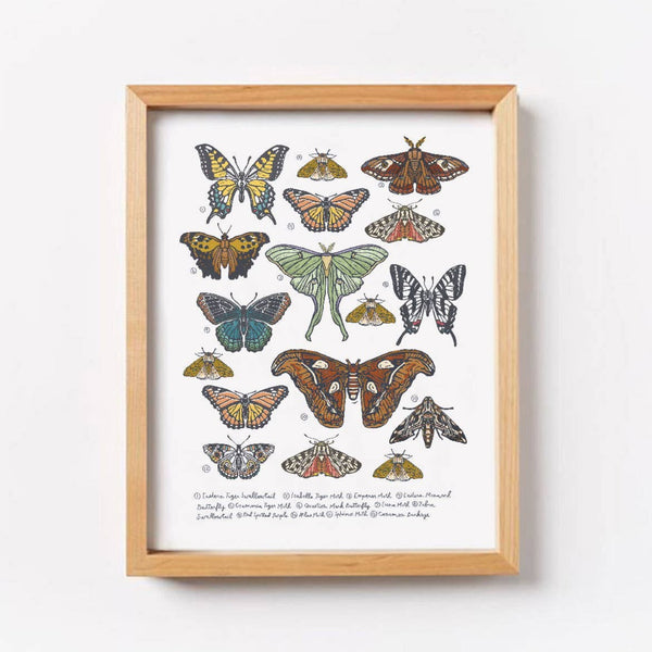 Butterfly & Moth Collection Wall Art Print