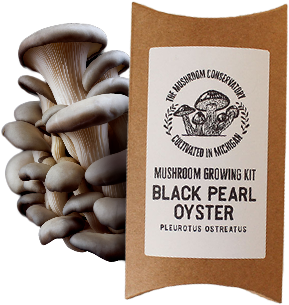 Black Pearl Oyster Mushroom Growing Kit