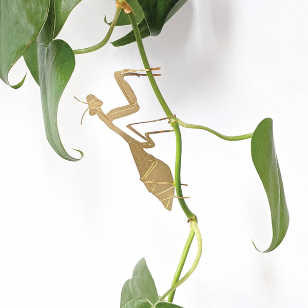Praying Mantis on Plant