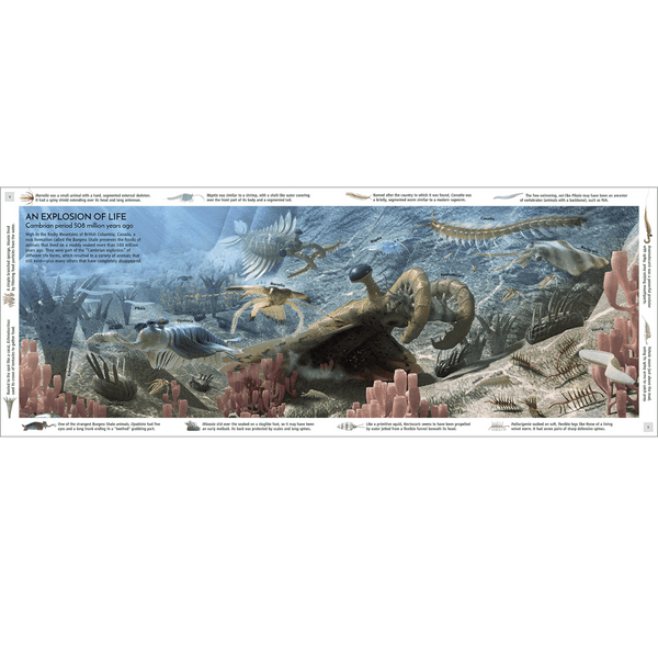 Life Through Time: The 700 - Million - Year Story of Life On Earth - DIGS