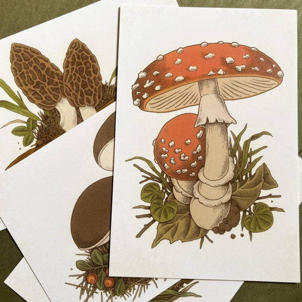 Mushroom Postcard Set - DIGS