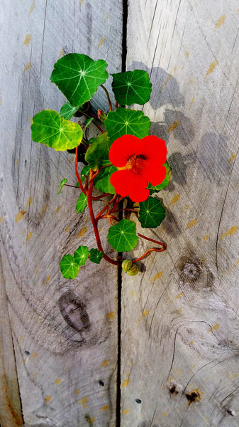 Flower Seed Grow Kit: Nasturtium