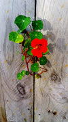 Flower Seed Grow Kit: Nasturtium