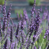 Organic Lavender Flower Water Spray - DIGS