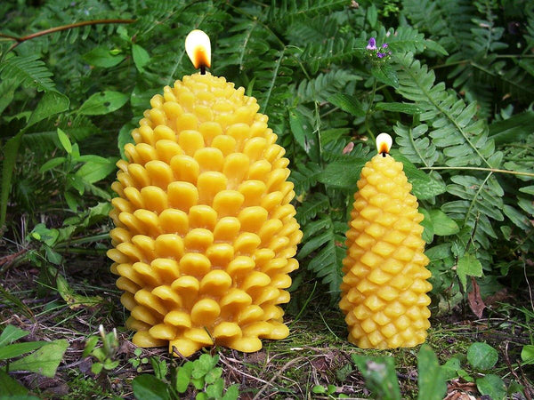 Beeswax Pine Cone - DIGS