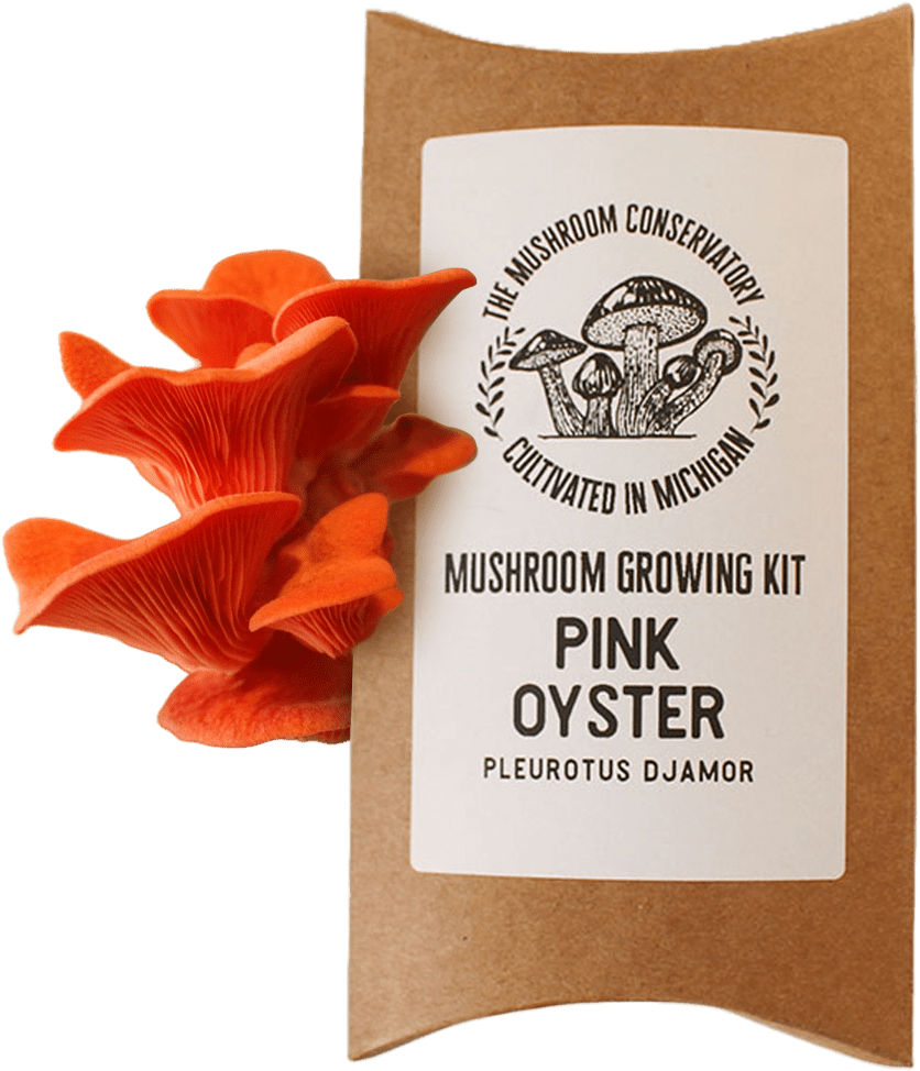 Pink Oyster Mushroom Growing Kit - DIGS
