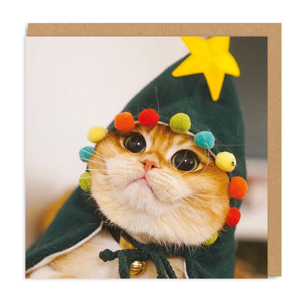 Pisco The Cat Christmas Card - DIGS