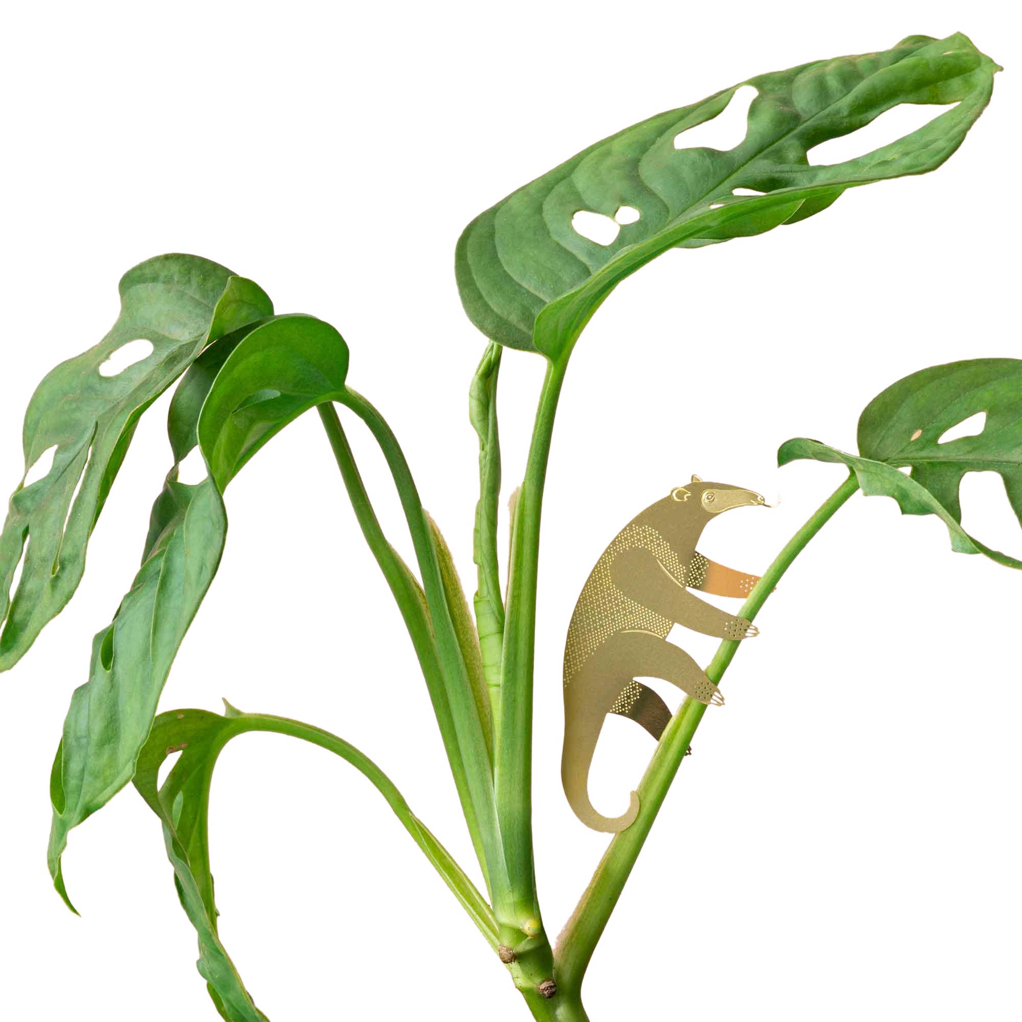 Plant Animal: Anteater - DIGS
