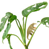 Plant Animal: Anteater - DIGS