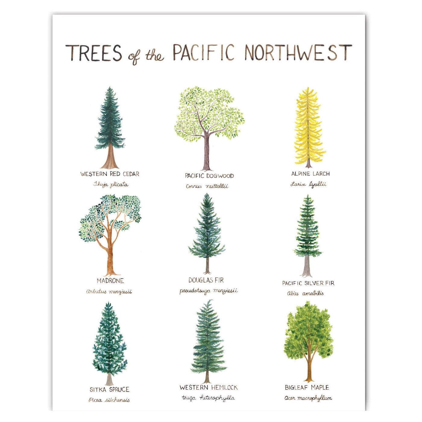 Pacific Northwest Trees Art Print