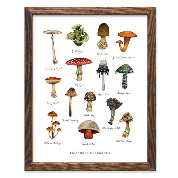 Poisonous Mushrooms Art Print - DIGS