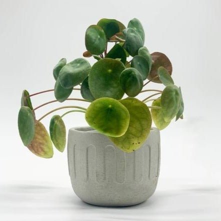 Roma Concrete Planter - DIGS