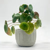 Roma Concrete Planter - DIGS
