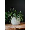 Scandi Style Planter - DIGS
