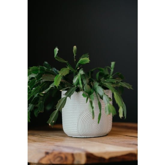 Scandi Style Planter - DIGS
