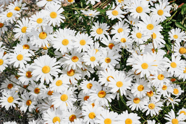 Flower Seed Grow Kit: Shasta Daisy