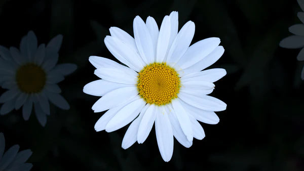 Flower Seed Grow Kit: Shasta Daisy