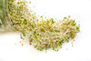 Sprouting Starter Kit - DIGS