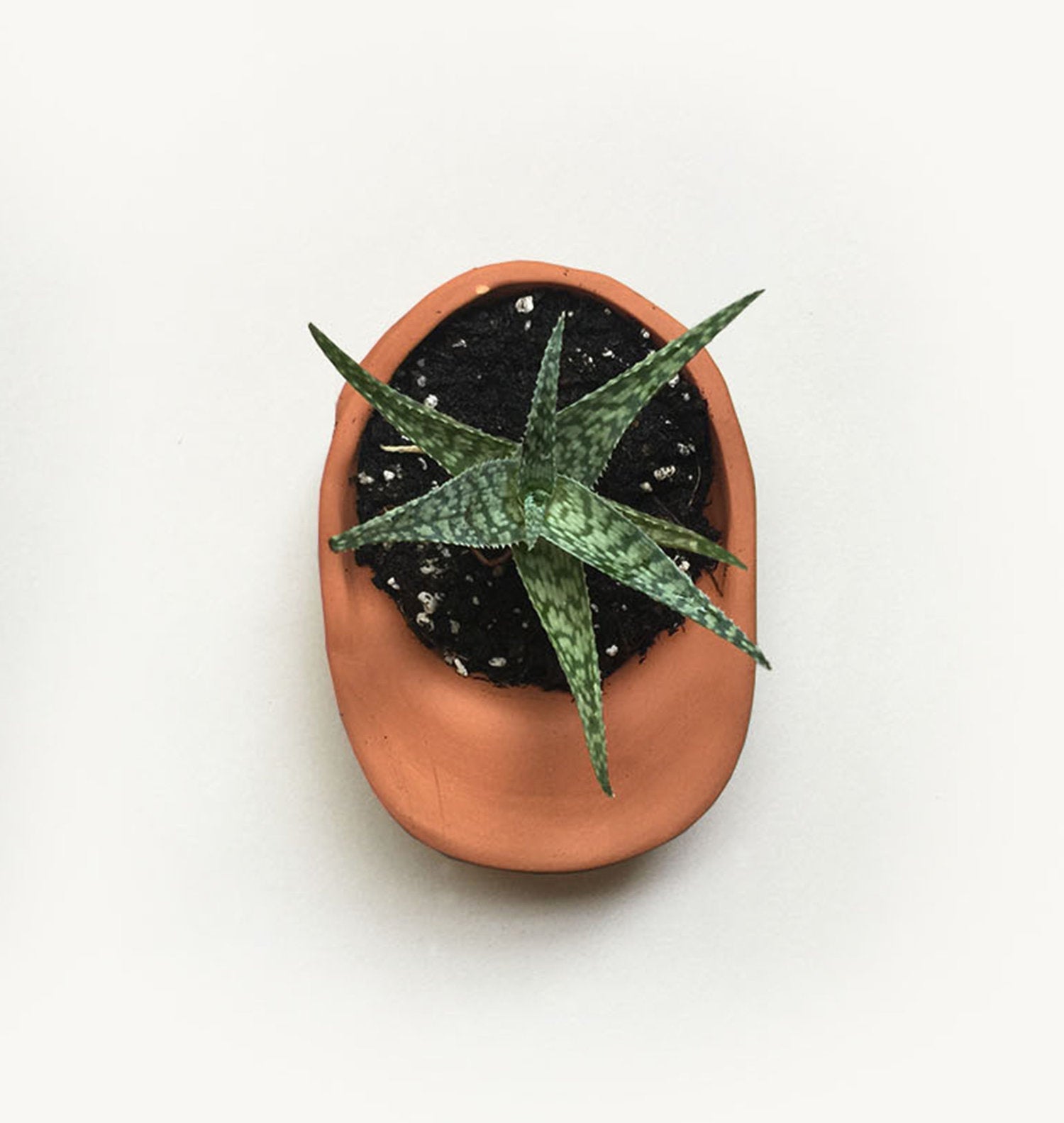 Terra Cotta Hat Planter Bowl - DIGS