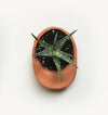 Terra Cotta Hat Planter Bowl - DIGS