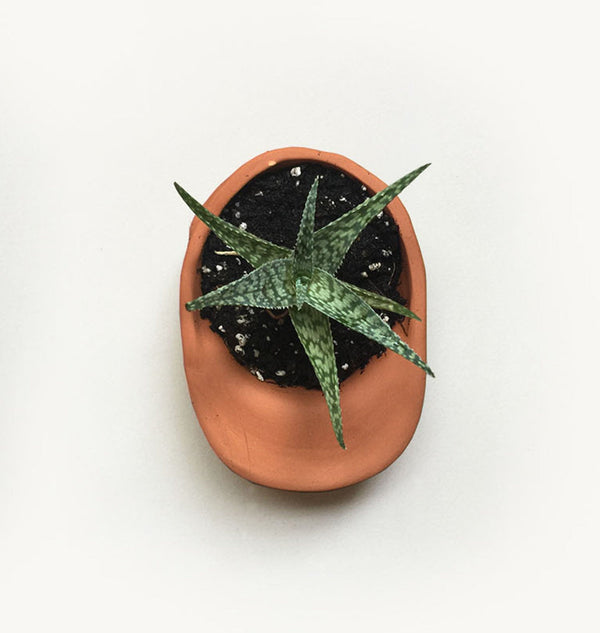 Terra Cotta Hat Planter Bowl - DIGS