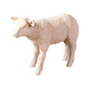 Texelaar Sheep Lamb - DIGS