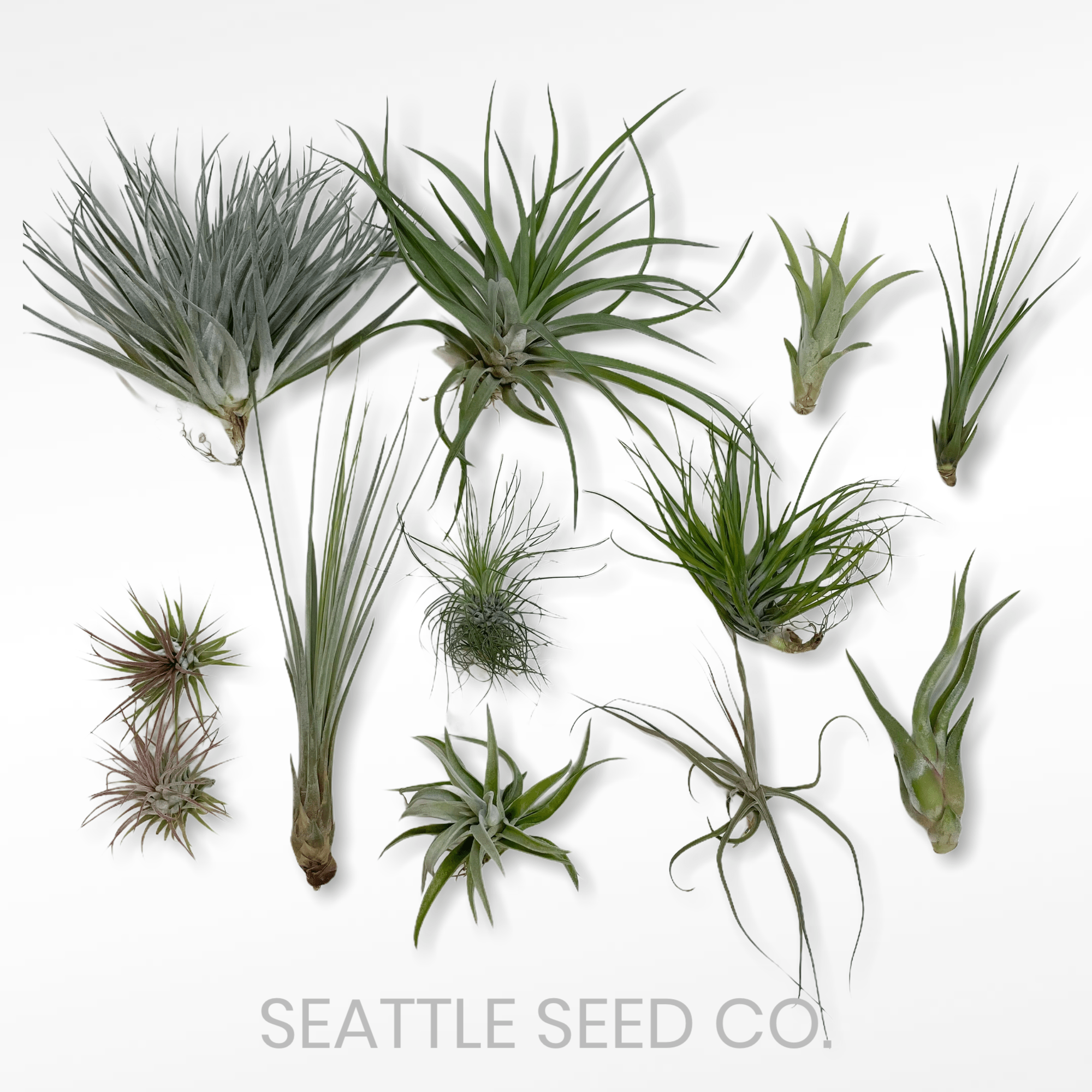 Tillandsia Air Plant - DIGS