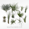 Tillandsia Air Plant - DIGS