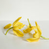 Ylang Ylang Essential Oil - DIGS